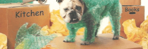 Bulldog on top of a box that is labeled dog and other boxes are labeled kitchen, CDs, books